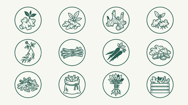 Premium flat vector icon set of 12 root herbs and rhizomes: ginger, turmeric, galangal, kencur, ginseng, licorice root, burdock root, sliced roots, dried root pile, root herb sack, harvested roots 
