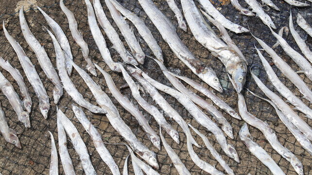 Silver fish arranged neatly on fishing nets, illustrating commercial fishing and ocean based food resources.