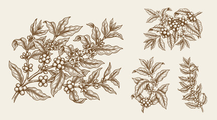 coffee plant and coffee fruit template design illustration © MUHAMMAD DENNI