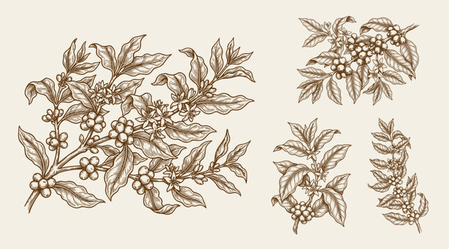 coffee plant and coffee fruit template design illustration