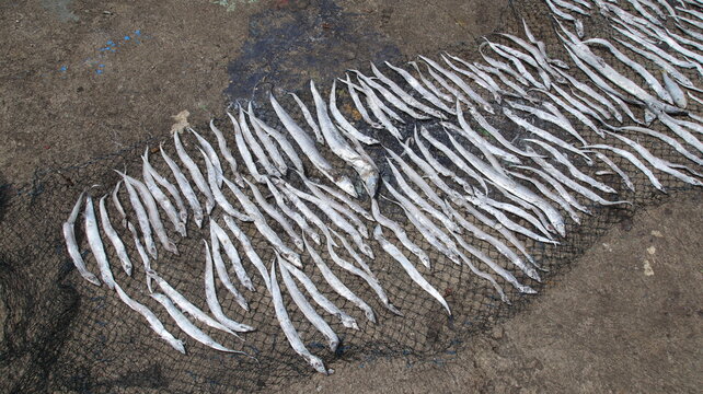 Overhead image of ribbonfish on nets, capturing coastal industry, seafood harvest, and marine culture.