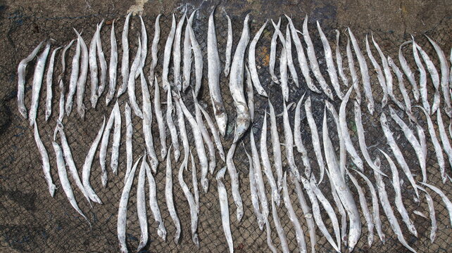 Freshly caught cutlassfish spread across fishing gear, representing marine resources and coastal livelihoods.