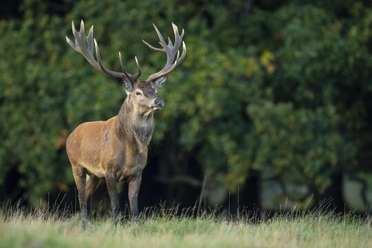 Red deer (Cervus elaphus) with heavy antlers in rut, Klamptenborg, Copenhagen, Denmark