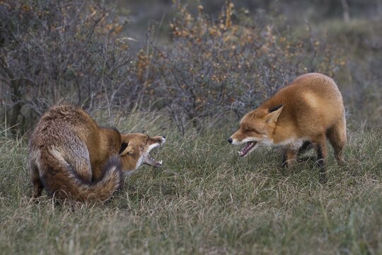 Red foxes (Vulpes vulpes), two fighting males, North Holland, Netherlands