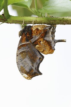 Butterfly 'Tiger Leafwing' (Consul fabius) against a white background, captive, occurring in Central and South America