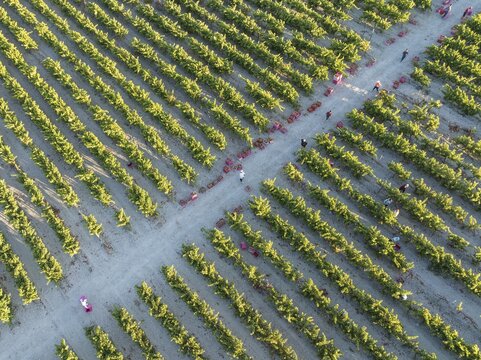 Vintage at the vineyard of the Bodega Gonz&aacute;lez Byass near the town of Jerez de la Frontera. Aerial view. Drone shot. C&aacute;diz province, Andalusia, Spain