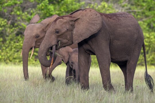 African forest elephants (Loxodonta cyclotis) in a clearing in Loango National Park, Parc National de Loango, Ogoou&eacute;-Maritime Province, Gabon