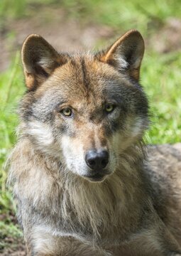 Gray wolf (Canis lupus), portrait, captive, Germany