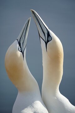 Northern gannet (Sula bassana) animal portrait, courtship behaviour, Helgoland Island, Schleswig-Holstein, wildlife, Germany