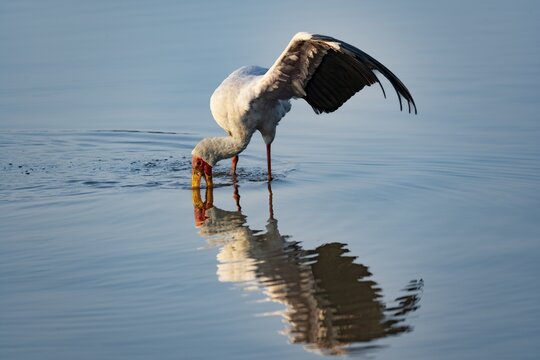 Yellow-billed Stork (Mycteria ibis) in water, fishing, Kruger National Park, South Africa