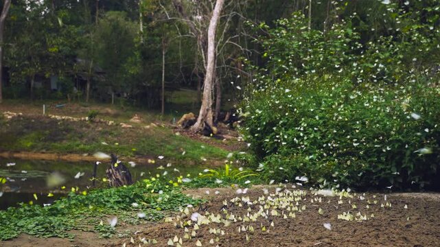 A group of beautiful yellow butterflies flying and perches to eat food and mineral water on the floor outdoors in the national park. Beauty in nature of butterfly species in Thailand in public park.