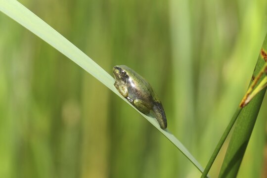 European tree frog (Hyla arborea) baby, metamorphosis to a real frog not yet completed, tail still clearly visible, Allg&auml;u, Bavaria, Germany