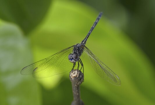 Odonate (Odonata), Loango National Park, Parc National de Loango, Ogoou&eacute;-Maritime Province, Gabon