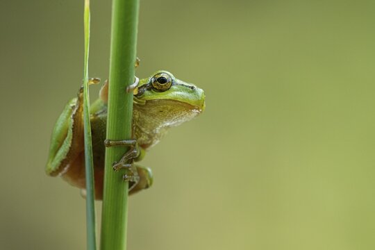 European tree frog (Hyla arborea), Zandvort, Netherlands