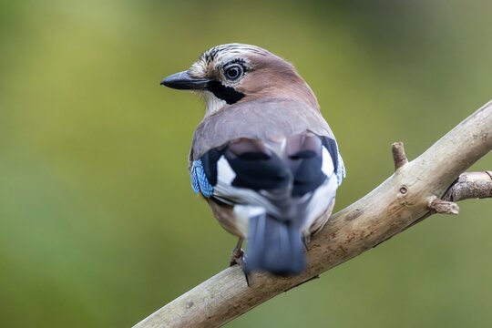Eurasian jay (Garrulus glandarius), animal portrait, wildlife, Germany