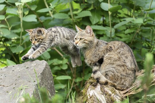 A small kitten jumps down from a stone while a cat watches, wildcat (Felis silvestris), kittens, Germany