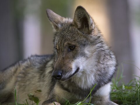 Wolf (Canis lupus), portrait, captive, Germany