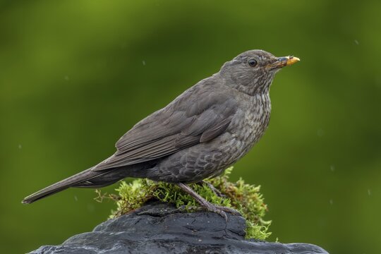 Female blackbird (Turdus merula) on a tree fungus broken off a tree trunk, rain, garden bird, June, Germany