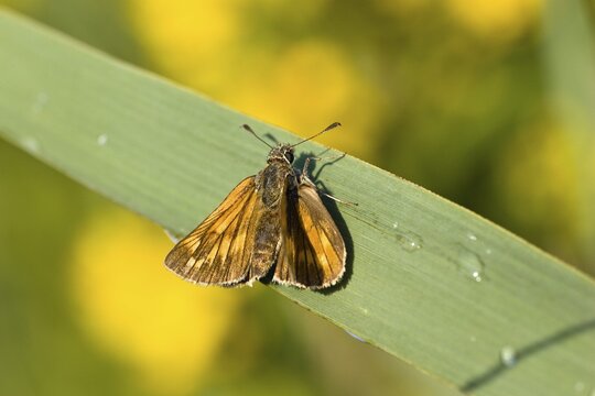Large Skipper Butterfly (Ochlodes venatus), Upper Bavaria, Germany, Europe