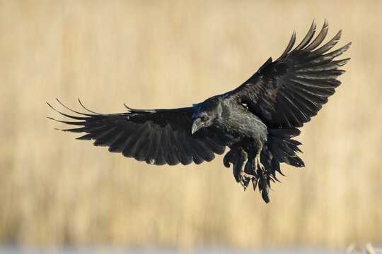 Common raven (Corvus corax), in flight, Feldberger Seenlandschaft, Mecklenburg-Western Pomerania, Germany