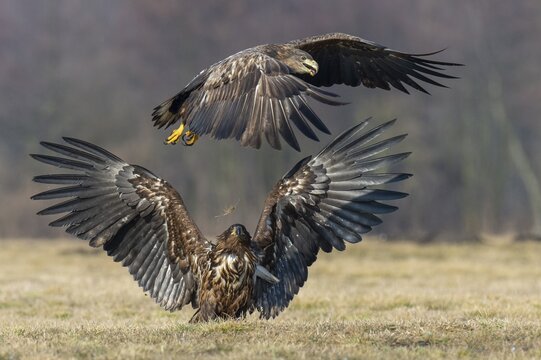 Two young white-tailed eagles (Haliaeetus albicilla) fighting for prey in flight, winter, Kutno, Poland