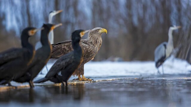 White-tailed eagle (Haliaeetus albicilla) adult bird on the water and on the ice, hunting, foraging, lake landscape, prey, hunting, waterfowl fleeing, male and female, pair, carp eating, fish caught, heron fleeing, cormorant, catches, geese, flight, bird of prey, watery landscape, Hortob&aacute;gyi Nemzeti Park, Hungary