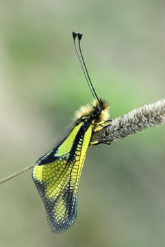 Owlfly (Libelloides coccaius), Bolzano-Bozen, Italy, Europe
