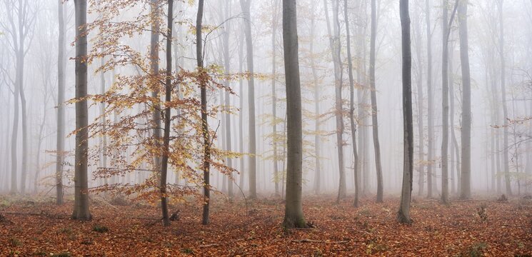 Panorama, beech forest with last colorful leaves, thick fog, Burgenlandkreis, Saxony-Anhalt, Germany