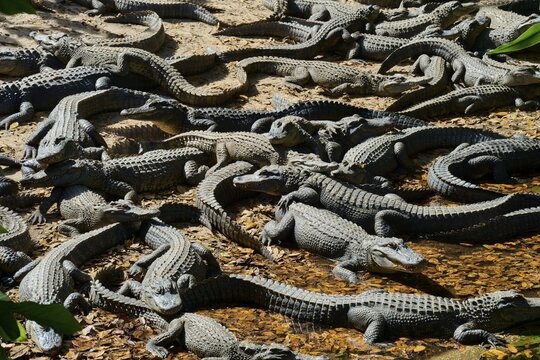 Numerous alligators resting on a ground covered with leaves, American alligator (Alligator mississippiensis), Saint Augustine, Florida, USA