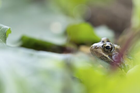 Common frog (Rana temporaria) adult amphibian in a garden vegetable border in summer, England, United Kingdom