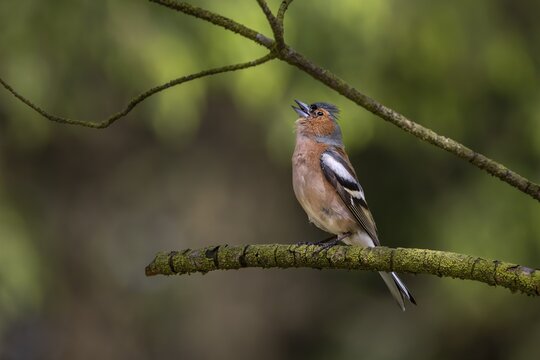 The raised head feathers signal maximum excitement in the male chaffinch (Fringilla coelebs), breeding plumage, territory, territorial song, Denmark