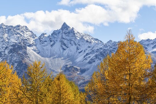 Larch trees (Larix) in autumn in front of mountain peaks, autumn, Piz dal Teo, Pontresina, Bernina Pass, Engadin, Grisons, Switzerland