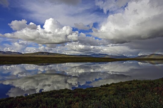 Cumulonimbus clouds reflected in a beaver pond in the subarctic tundra, Denali Highway, Alaska, USA