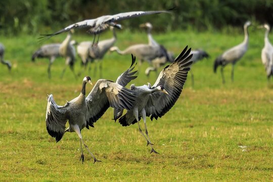 Two cranes dynamically swing their wings on a green field, Crane (Grus grus) wildlife, Western Pomerania Lagoon Area National Park, Zingst, Mecklenburg-Western Pomerania, Germany
