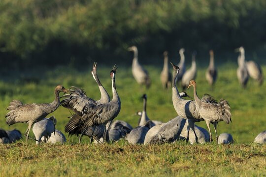 A group of cranes stands in a meadow while some interact with outstretched wings, Crane (Grus grus) wildlife, Western Pomerania Lagoon National Park, Zingst, Mecklenburg-Western Pomerania, Germany