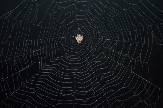 Tropical Red and Black Orb-weaving Spider (Eriophora fuliginea) weaving, Costa Rica, Central America
