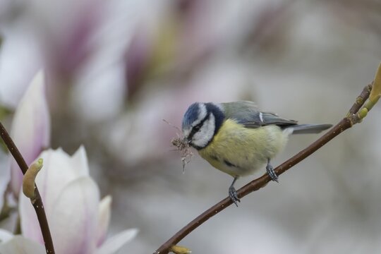 Blue tit (Cyanistes Caeruleus) adult bird with nesting material in its beak on a flowering garden Magnolia tree in springtime, England, United Kingdom