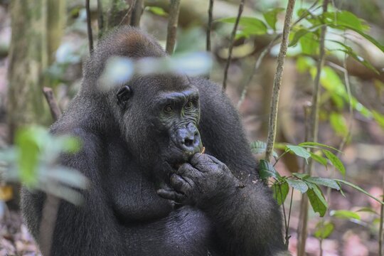 Western lowland gorilla (Gorilla gorilla gorilla), male animal, silverback, Loango National Park, Parc National de Loango, Ogoou&eacute;-Maritime Province, Gabon