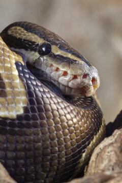 Royal python (Python regius) adult snake head portrait, England, United Kingdom, Captive