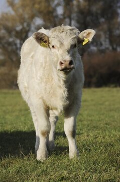 Charolais cattle (Bos primigenius taurus) on a pasture, North Rhine-Westphalia, Germany