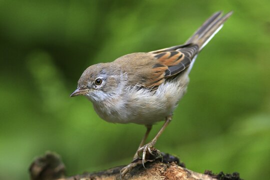Whitethroat (Sylvia communis)