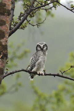Northern hawk owl (Surnia ulula) almost fledged young bird, Lapland, Norway, Scandinavia