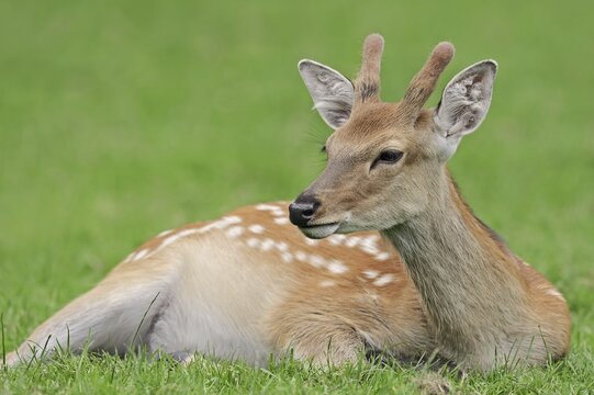 Manchurian sika deer (Cervus nippon hortulorum) with velvet antlers in summer, captive, Germany