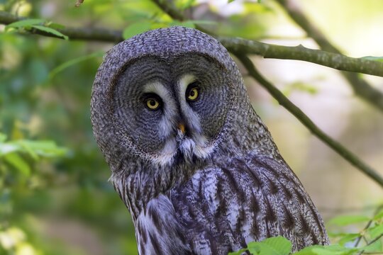 Large owl with striking yellow eyes in a green forest environment, Barred Owl (Strix nebulosa), France