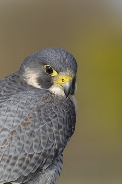 Peregrine falcon (Falco peregrinus), adult, portrait, England, United Kingdom