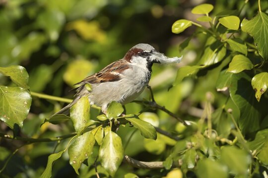 House sparrow (Passer domesticus) adult male bird with a feather in its beak for nesting material in a garden Ivy tree in spring, England, United Kingdom