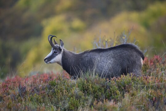 Chamois (Rupicapra rupicapra), Hohneck, La Bresse, Vosges, France