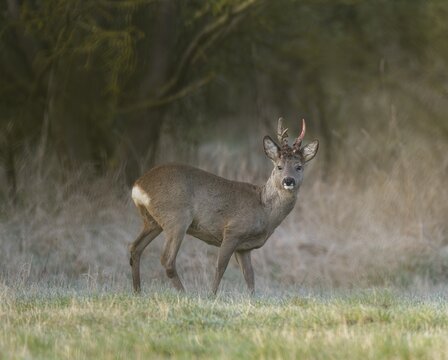 European roe deer (Capreolus capreolus), roebuck in winter coat, winter cover, one antler in the bast, one pole freshly swept still red from blood, no injury normal process, wildlife, Thuringia, Germany