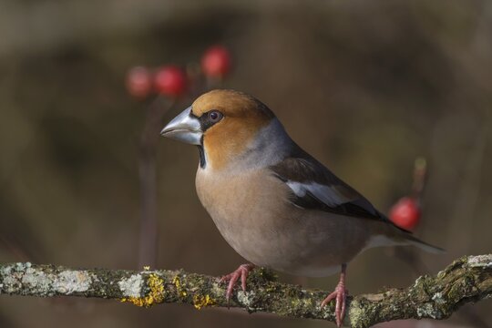 Male hawfinch (Coccothraustes coccothraustes) on a branch with a background of rose hips, Baden-W&uuml;rttemberg, Germany