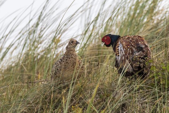 Pheasants (Phasianus colchicus), male and female in the tall grass, Texel, West Frisian Islands, Province of North Holland, Holland, Netherlands